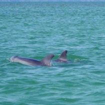 Avistamiento de delfines